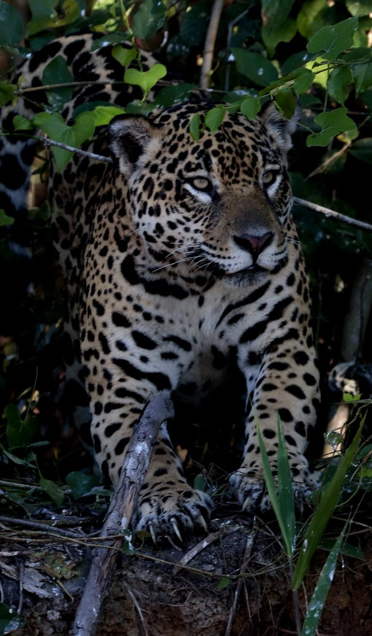 Onça-pintada